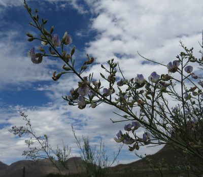 Psoralea verrucosa, photographed by Tony Rebelo