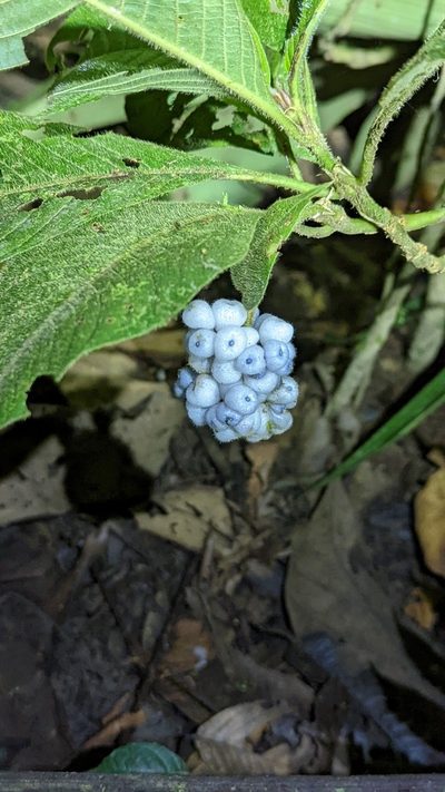 Palicourea pilosa, photographed by Trevor Van Loon