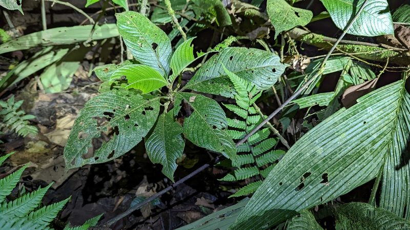 Palicourea pilosa, photographed by Trevor Van Loon