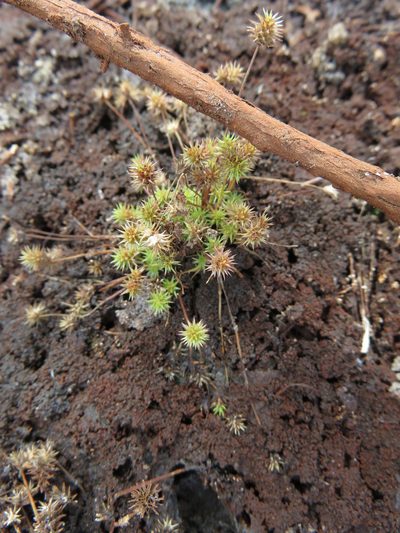 Isolepis hystrix, photographed by Tony Rebelo