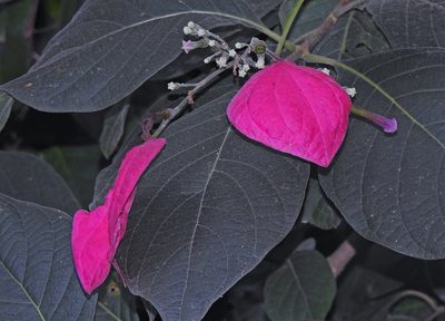 Pogonopus tubulosus, photographed by Hugo Hulsberg