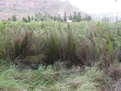 Restio paniculatus, photographed by Tony Rebelo