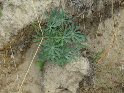Lupinus luteus, photographed by Tony Rebelo