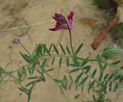 Vicia benghalensis, photographed by Tony Rebelo