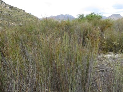 Willdenowia incurvata, photographed by Tony Rebelo