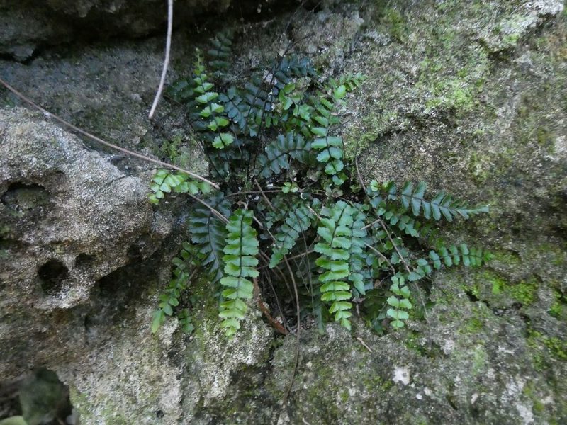 Asplenium heterochroum, photographed by Alison Copeland