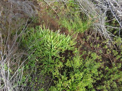 Juncus lomatophyllus, photographed by Tony Rebelo