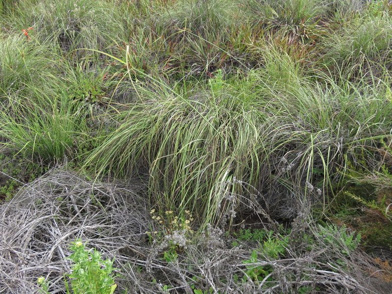 Cyperus thunbergii, photographed by Tony Rebelo