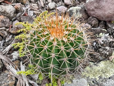 Melocactus intortus, photographed by Dan Schofield