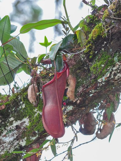 Nepenthes sanguinea, photographed by Cheongweei Gan