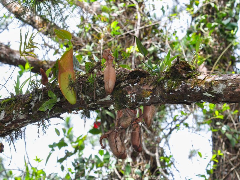 Nepenthes sanguinea, photographed by Cheongweei Gan