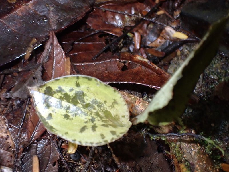 Pelexia delicatula, photographed by Guillaume Delaitre