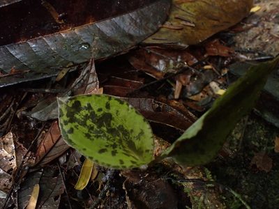 Pelexia delicatula, photographed by Guillaume Delaitre