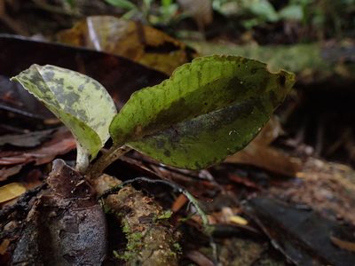 Pelexia delicatula, photographed by Guillaume Delaitre