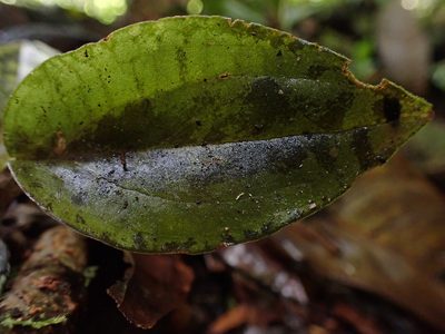 Pelexia delicatula, photographed by Guillaume Delaitre