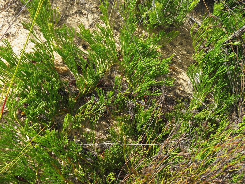 Serruria effusa, photographed by Tony Rebelo