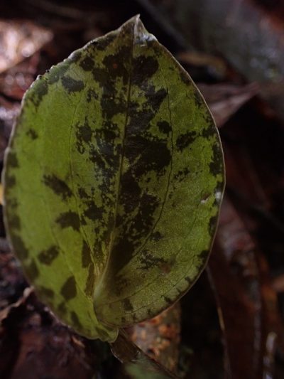 Pelexia delicatula, photographed by Guillaume Delaitre