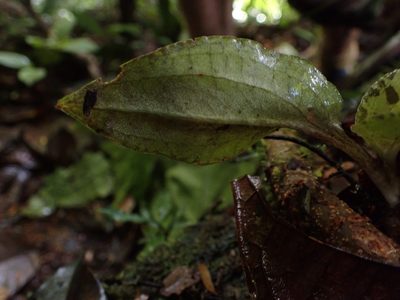 Pelexia delicatula, photographed by Guillaume Delaitre