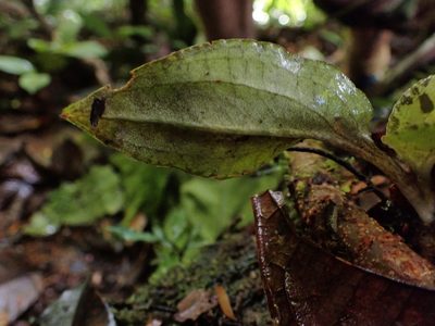 Pelexia delicatula, photographed by Guillaume Delaitre
