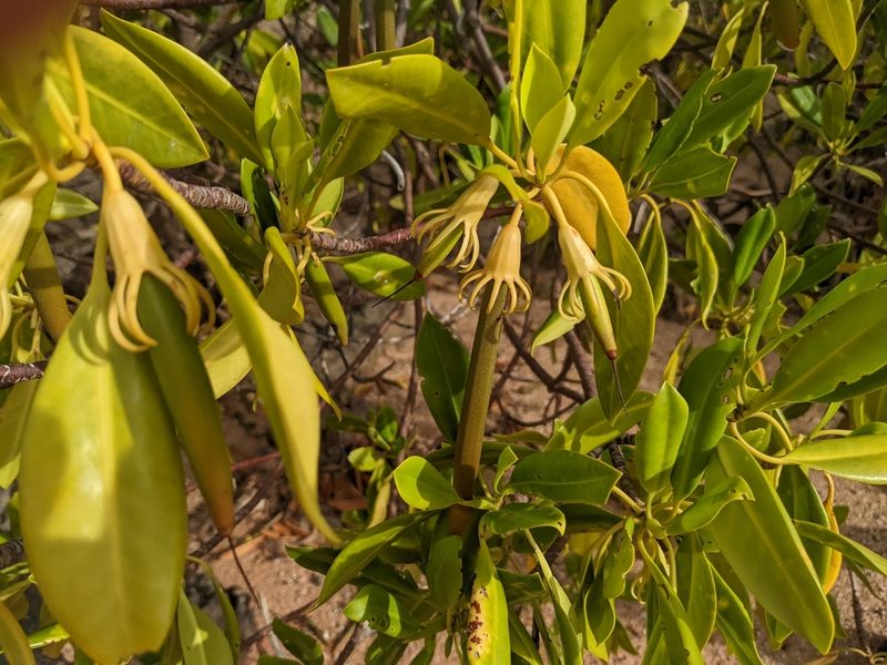 Bruguiera exaristata, photographed by Michael Somerville