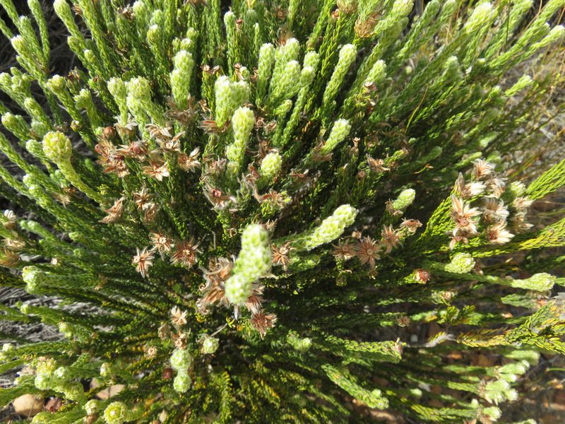 Phylica pulchella, photographed by Tony Rebelo