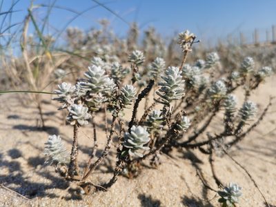 Achillea maritima, photographed by Thor-Rune Hansen
