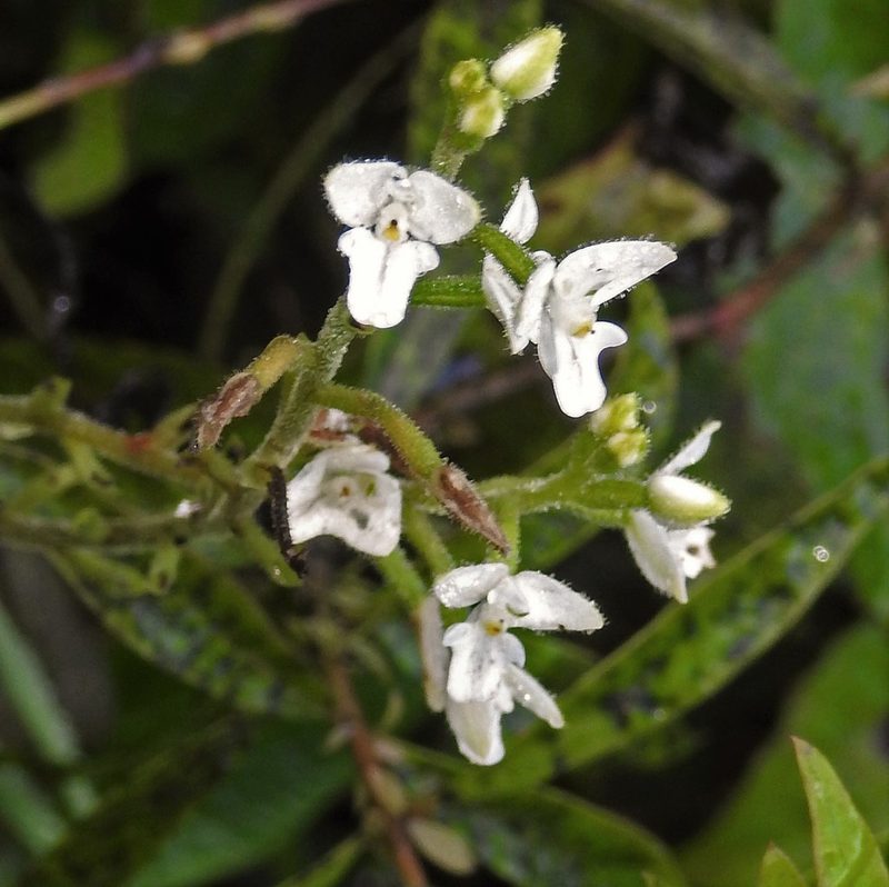 Ponthieva mandonii, photographed by Hugo Hulsberg