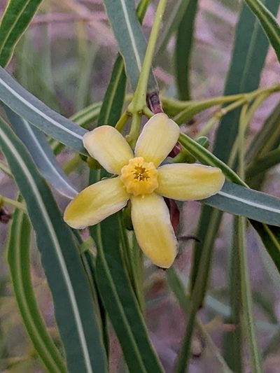 Wrightia saligna, photographed by Michael Somerville