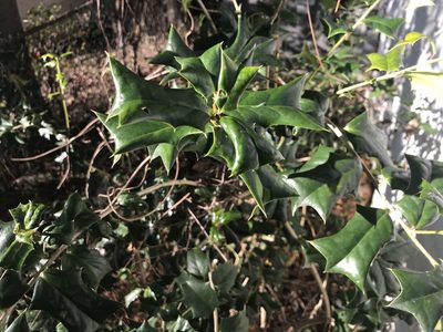 Ilex cornuta, photographed by Raven Dandridge