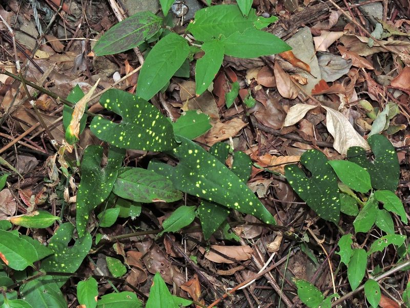 Aristolochia foveolata, photographed by Jacy Chen