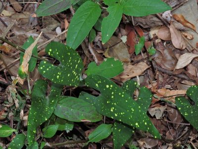 Aristolochia foveolata, photographed by Jacy Chen