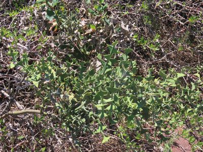 Colletia paradoxa, photographed by Florencia Grattarola