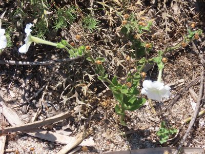 Petunia axillaris, photographed by Florencia Grattarola