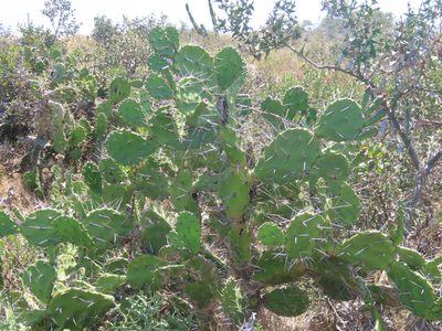 Opuntia arechavaletae, photographed by Florencia Grattarola