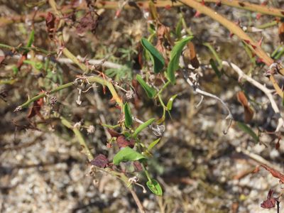 Smilax campestris, photographed by Florencia Grattarola