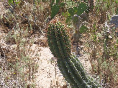 Cereus hildmannianus, photographed by Florencia Grattarola