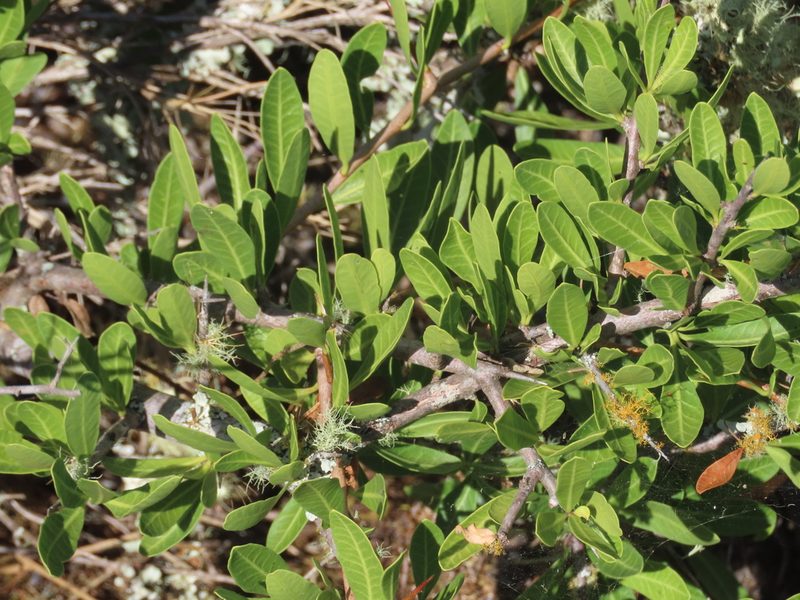 Schinus engleri, photographed by Florencia Grattarola