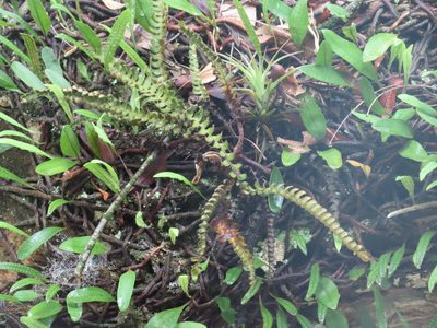 Pleopeltis lepidopteris, photographed by Florencia Grattarola