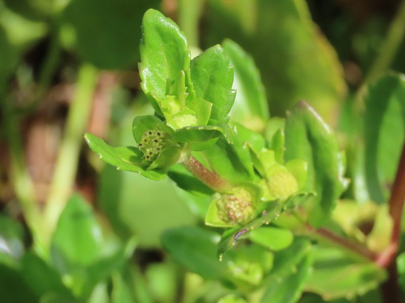 Enydra sessilis, photographed by Florencia Grattarola