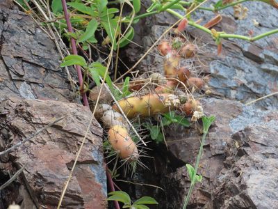Opuntia aurantiaca, photographed by Florencia Grattarola