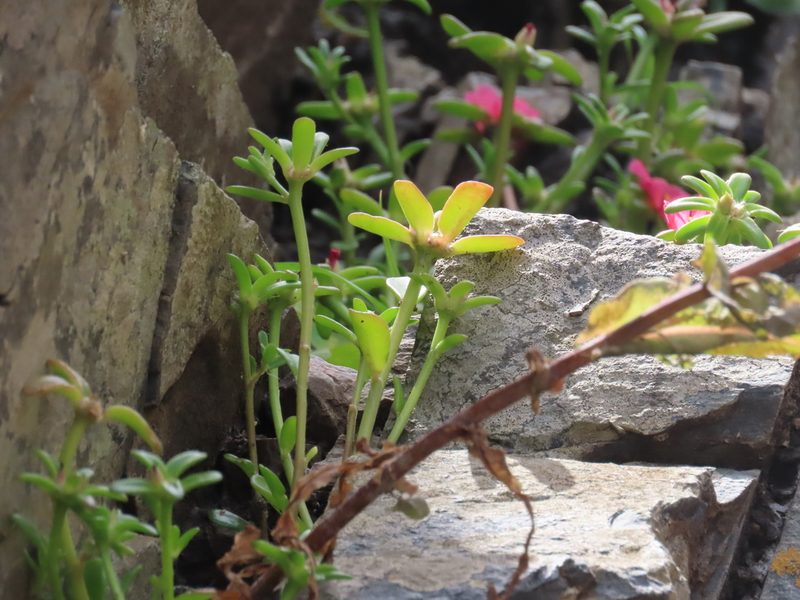 Portulaca cryptopetala, photographed by Florencia Grattarola