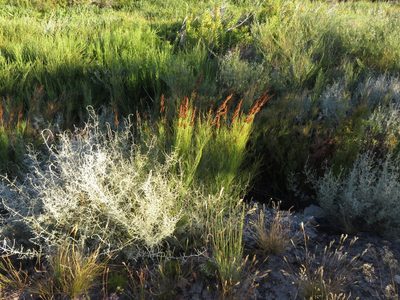 Elegia capensis, photographed by Tony Rebelo