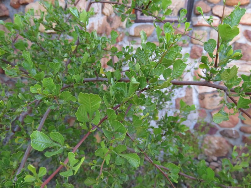 Searsia undulata, photographed by Tony Rebelo