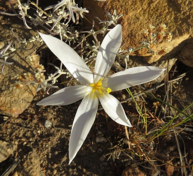 Gethyllis verticillata, photographed by Tony Rebelo
