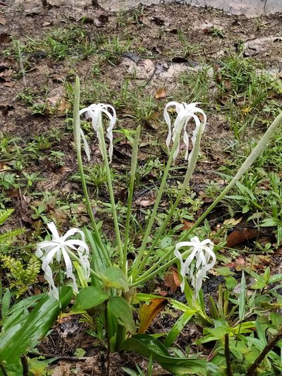 Hymenocallis tubiflora, photographed by Guillaume Delaitre