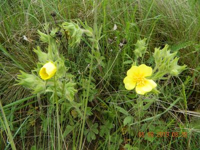 Potentilla astracanica, photographed by Galyna Mykytynets