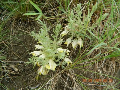 Cymbaria borysthenica, photographed by Galyna Mykytynets