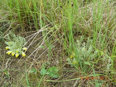 Cymbaria borysthenica, photographed by Galyna Mykytynets