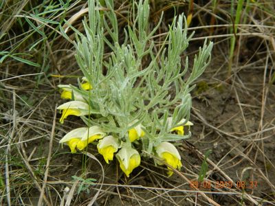 Cymbaria borysthenica, photographed by Galyna Mykytynets