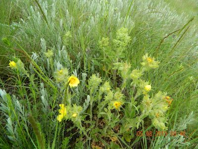 Potentilla astracanica, photographed by Galyna Mykytynets